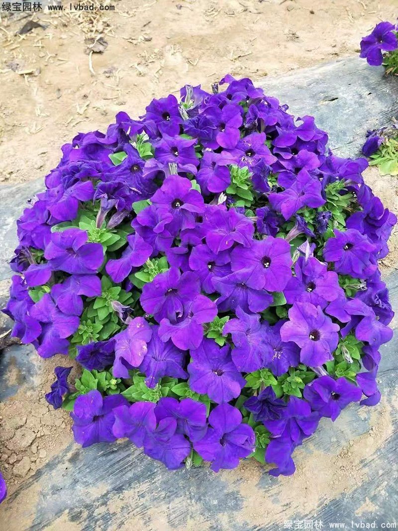 蓝色日本矮牵牛盆盆栽花镜摆花植物草本