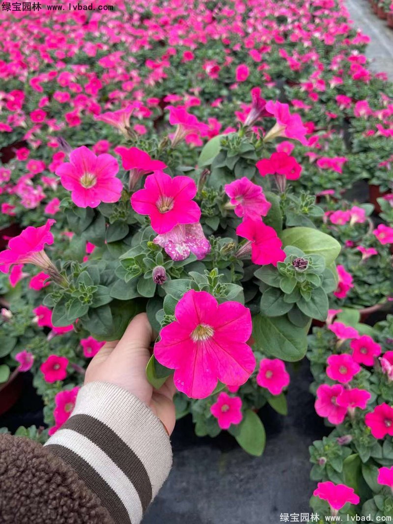 日本矮牵牛盆栽花镜摆花植物草本