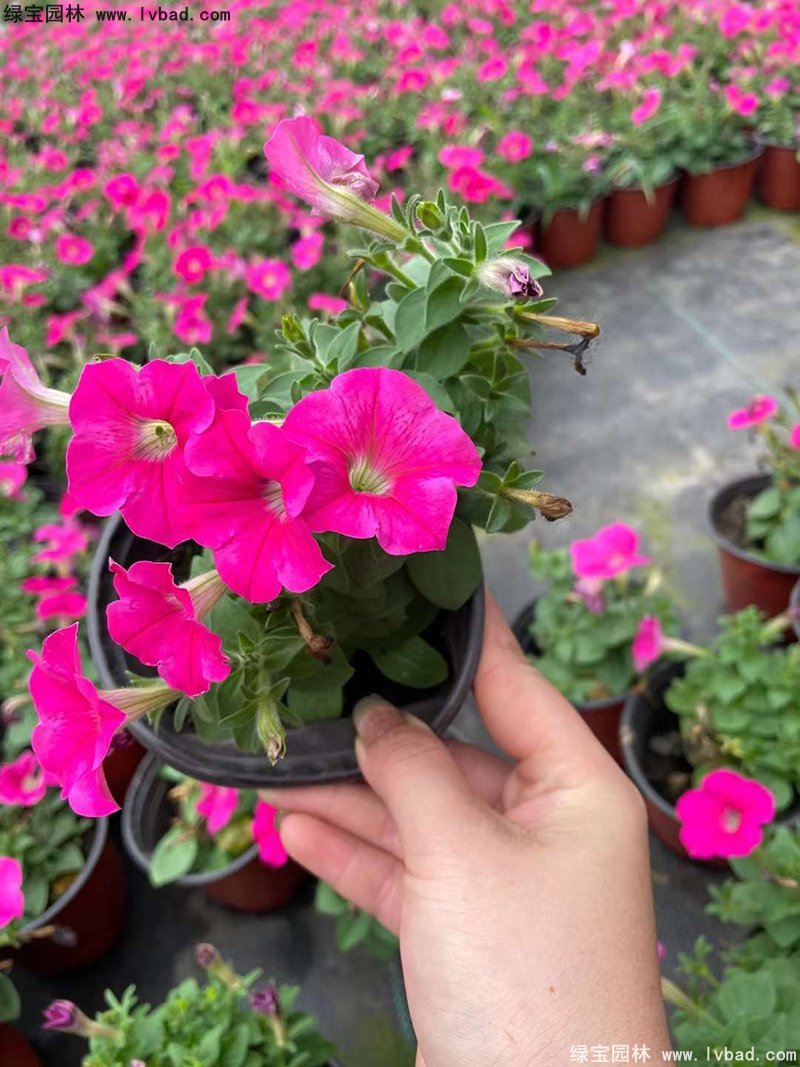 玫红色日本矮牵牛盆栽花镜摆花植物草本