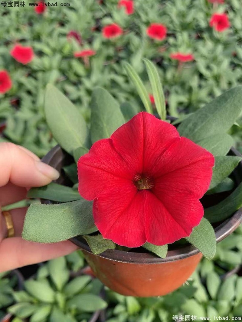 大红色日本矮牵牛120双色盆盆栽花镜摆花植物草本