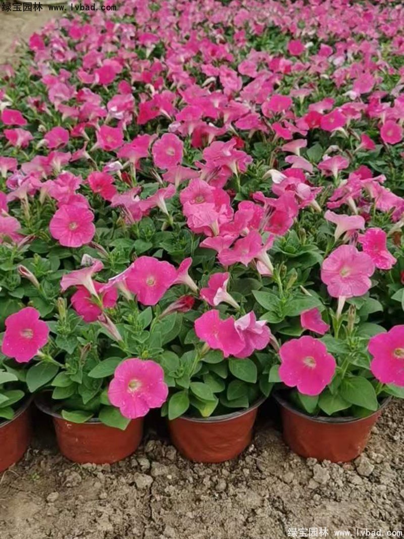 日本矮牵牛盆栽花镜摆花植物草本