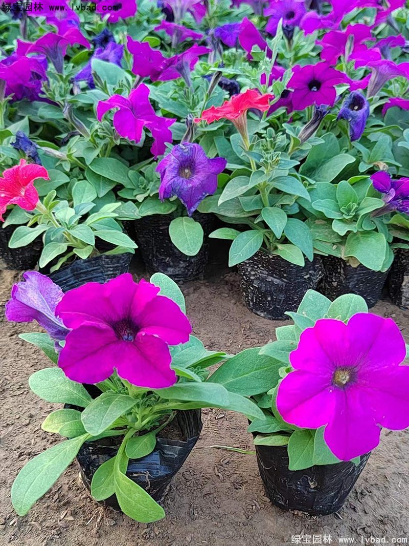 紫色日本矮牵牛盆盆栽花镜摆花植物草本