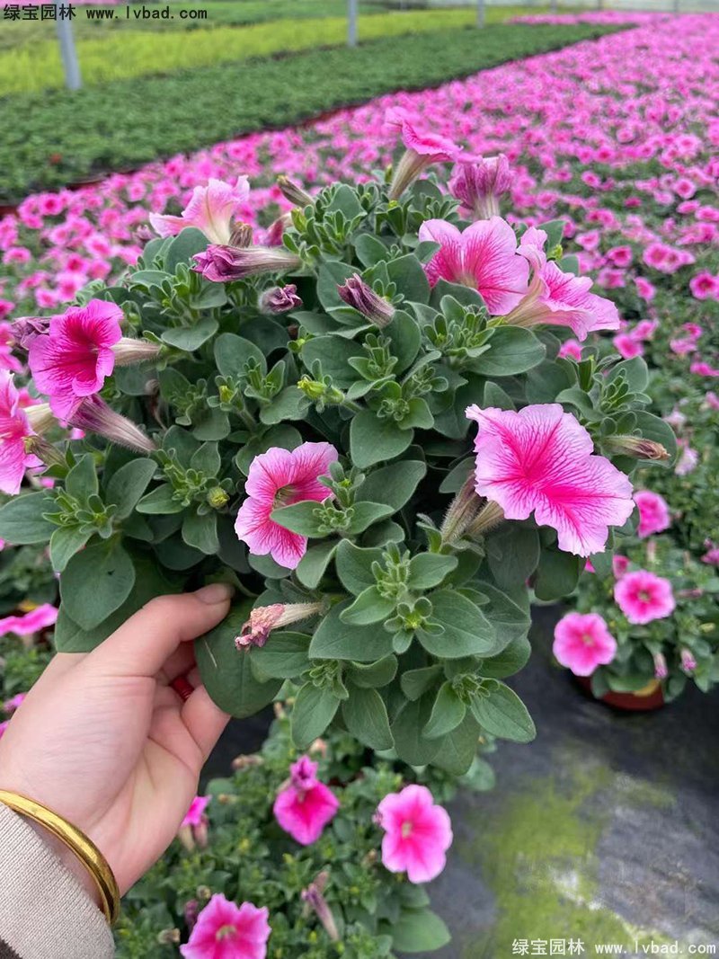 日本矮牵牛盆栽花镜摆花植物草本