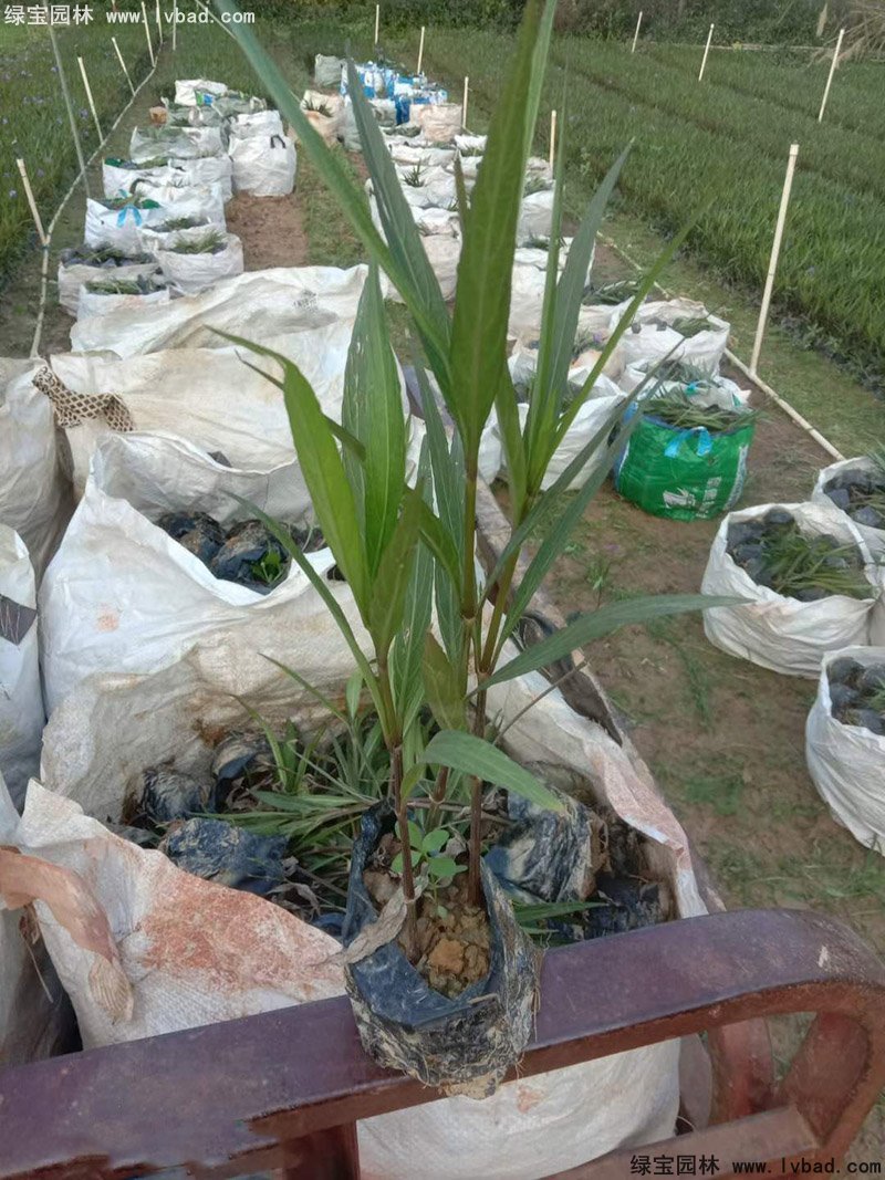 矮生翠芦莉多季观赏花镜草本植物