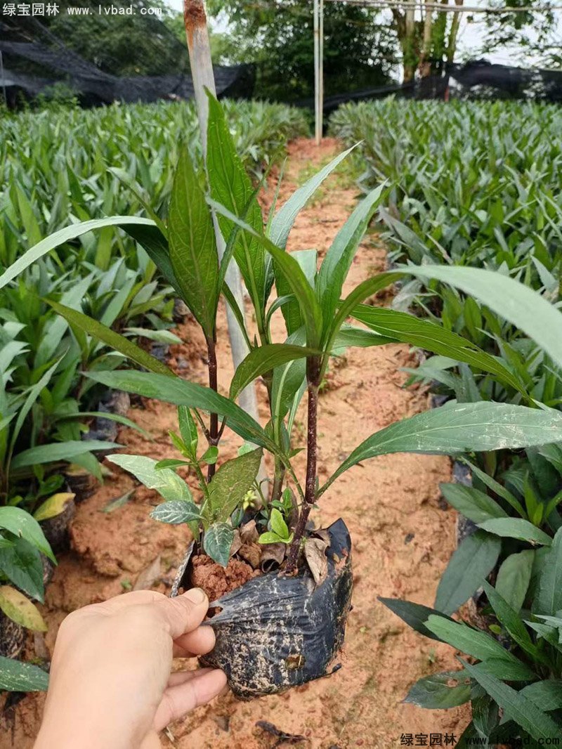 矮生翠芦莉多季观赏花镜草本植物