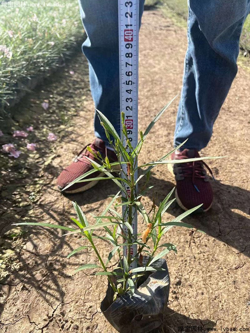 矮生翠芦莉多季观赏花镜草本植物