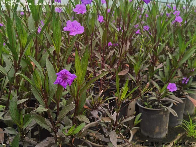 矮生翠芦莉多季观赏花镜草本植物