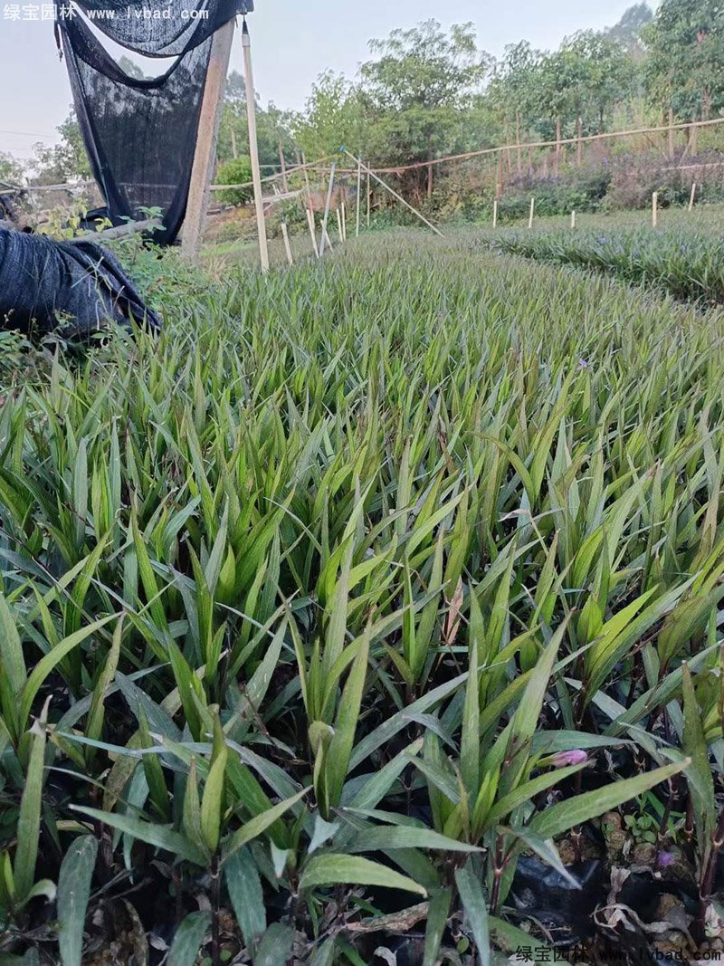 矮生翠芦莉多季观赏花镜草本植物
