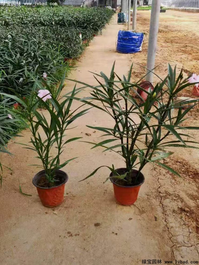 矮生翠芦莉多季观赏花镜草本植物