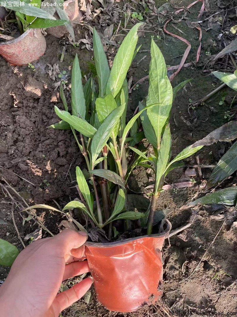 矮生翠芦莉多季观赏花镜草本植物