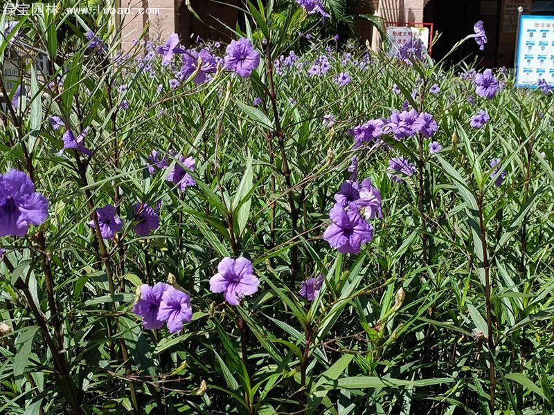 矮生翠芦莉多季观赏花镜草本植物