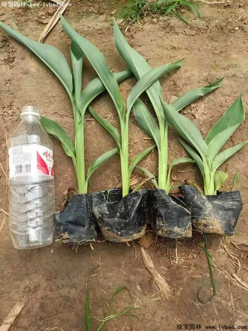 矮生美人蕉袋苗盆栽花镜观赏花草植物