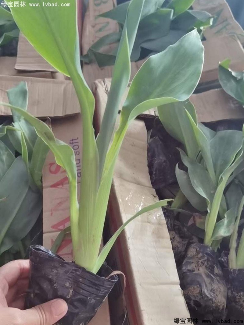 矮生美人蕉袋苗盆栽花镜观赏花草植物热带花卉
