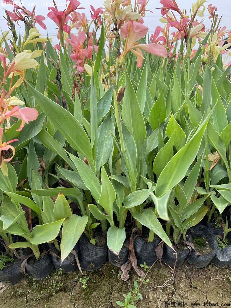矮生美人蕉袋苗盆栽花镜观赏花草植物热带花卉