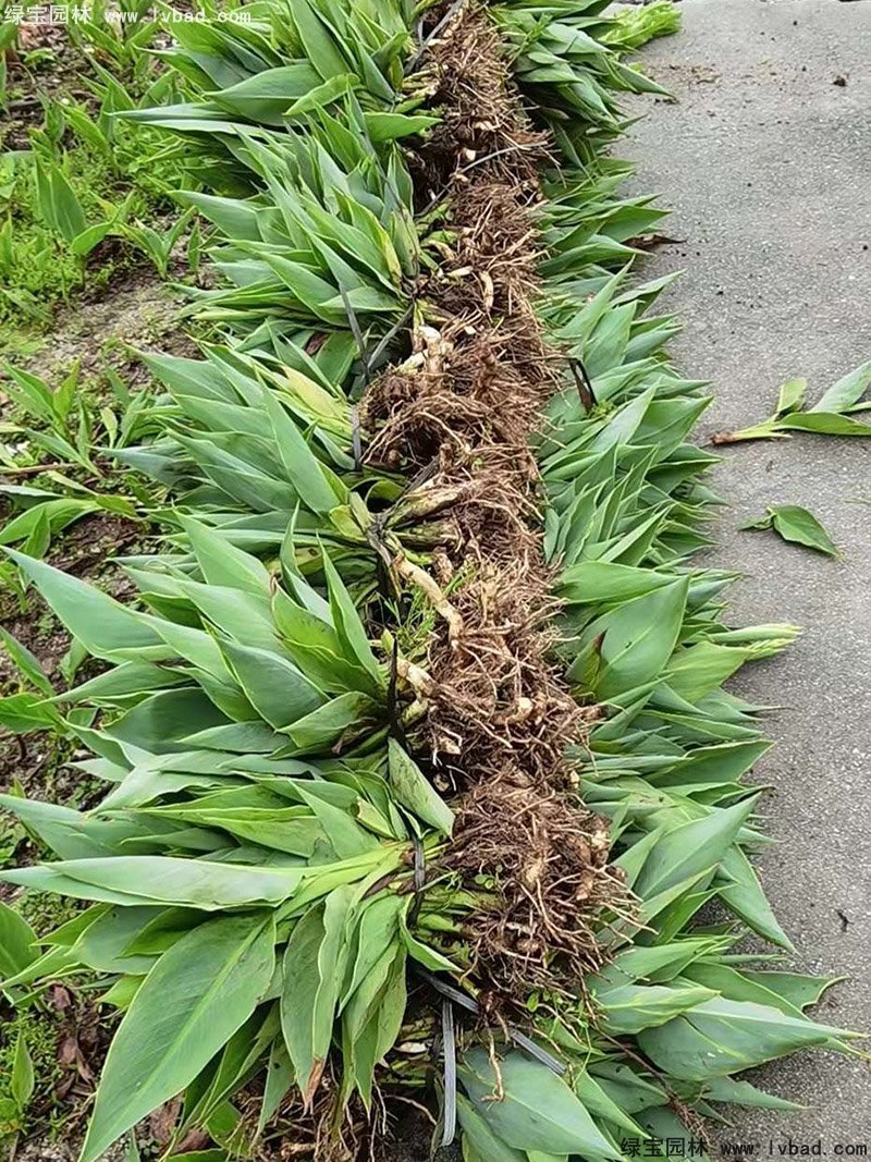 矮生美人蕉袋苗盆栽花镜观赏花草植物热带花卉