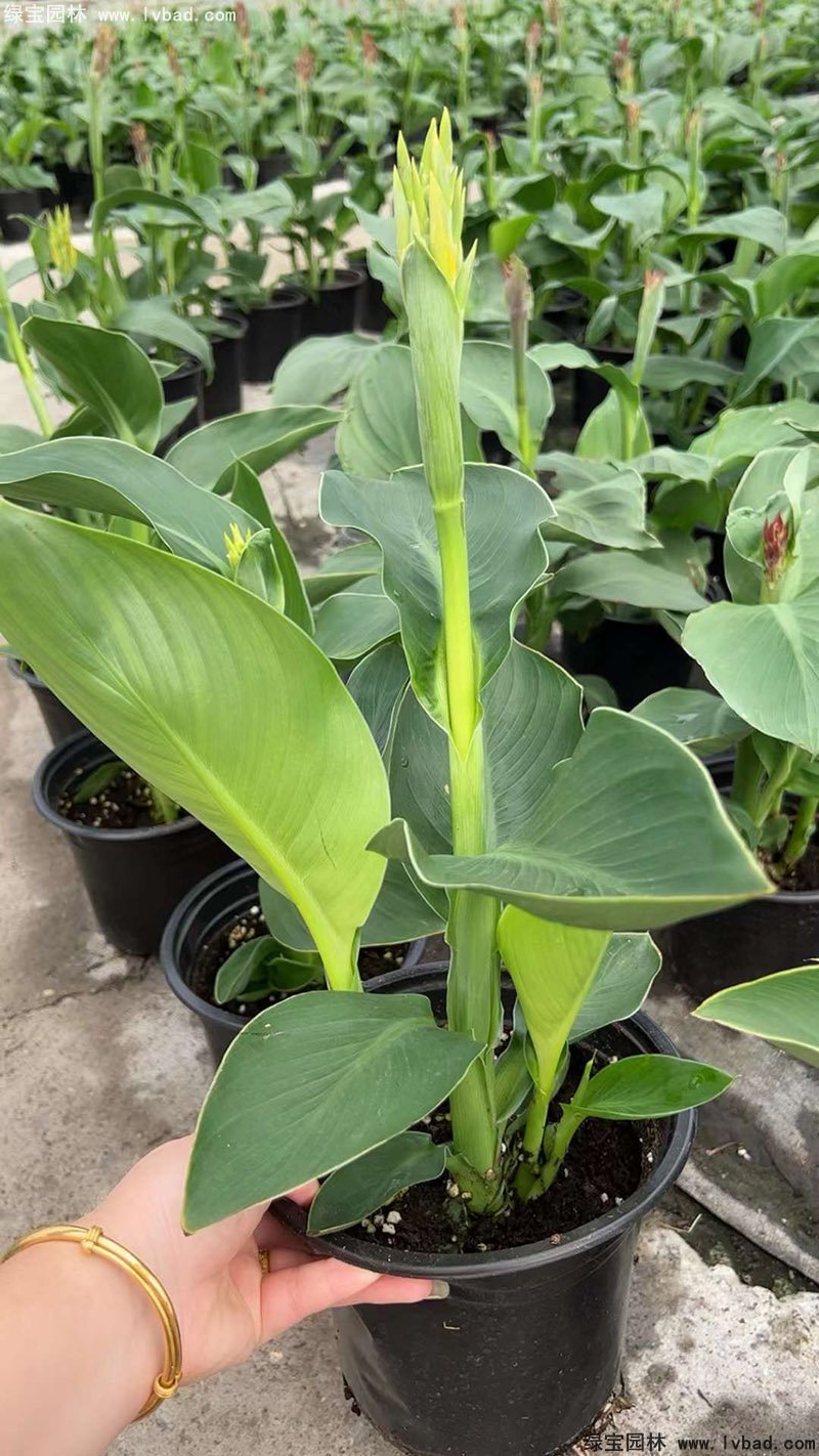 矮生美人蕉袋苗盆栽花镜观赏花草植物热带花卉