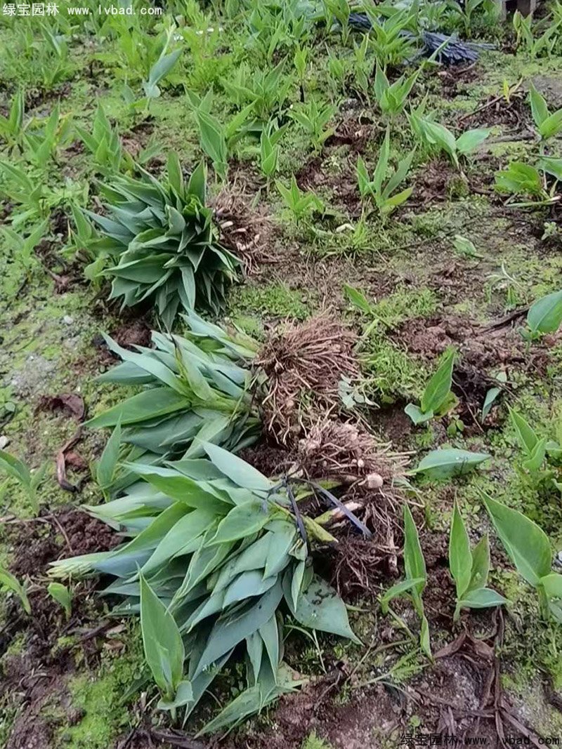 矮生美人蕉袋苗盆栽花镜观赏花草植物热带花卉