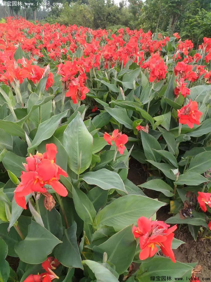 矮生美人蕉袋苗盆栽花镜观赏花草植物热带花卉