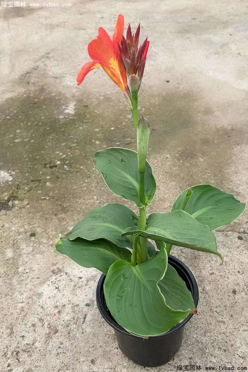 矮生美人蕉袋苗盆栽花镜观赏花草植物热带花卉