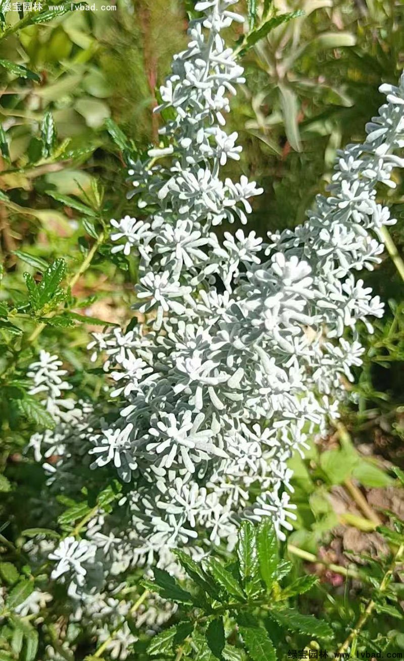 澳洲地肤