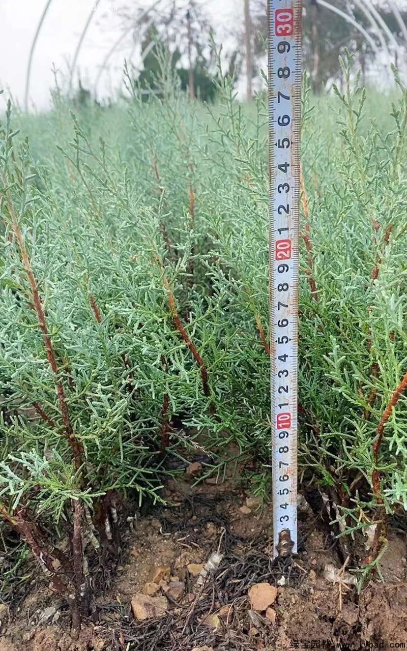 蓝冰柏蓝色系乔木植物四季常绿