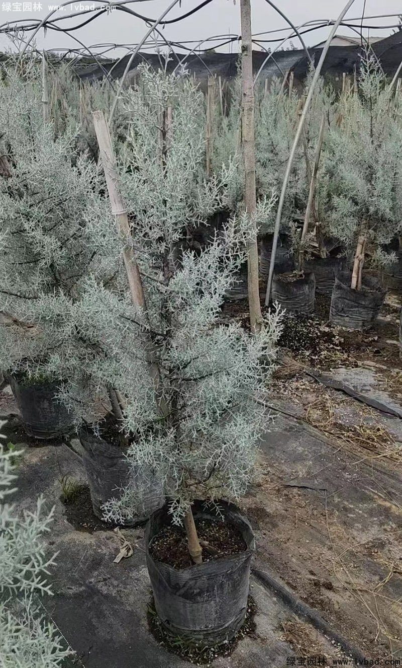 蓝冰柏蓝色系乔木植物四季常绿v