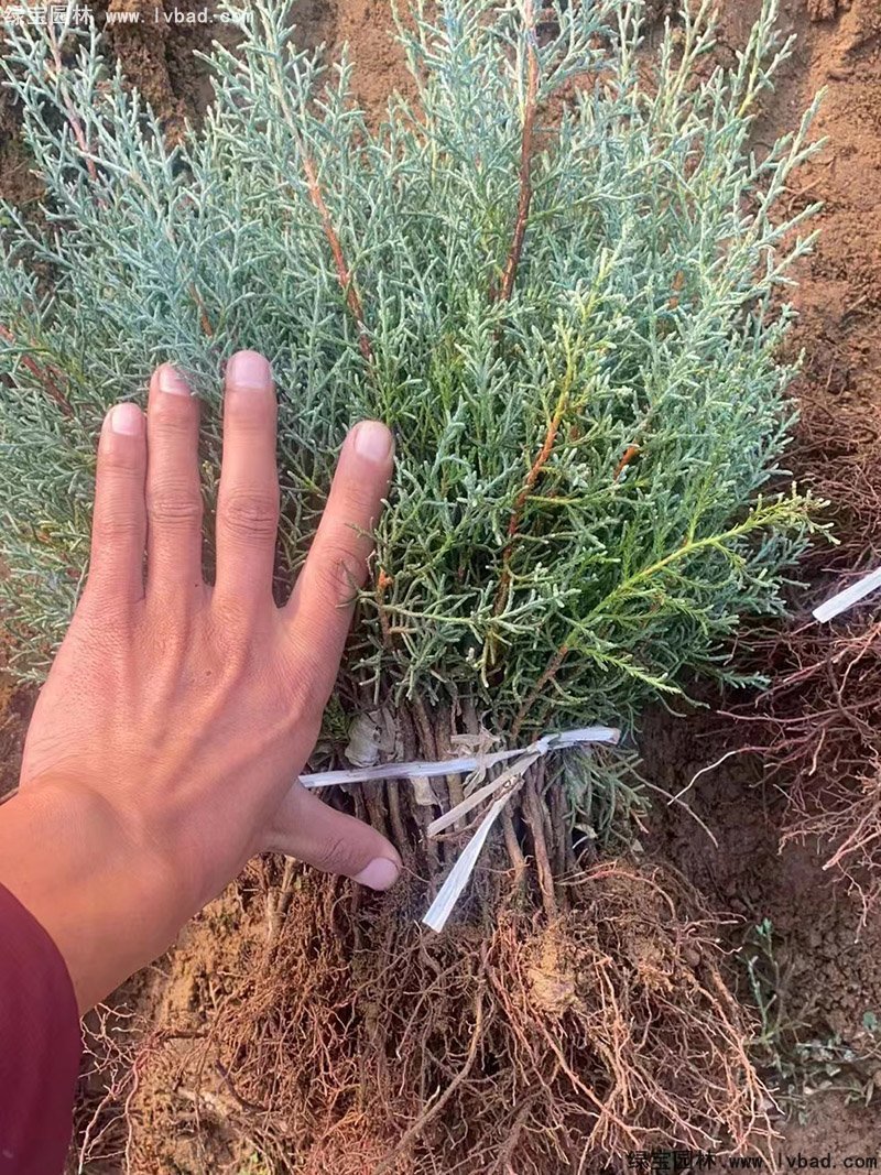 蓝冰柏蓝色系乔木植物四季常绿