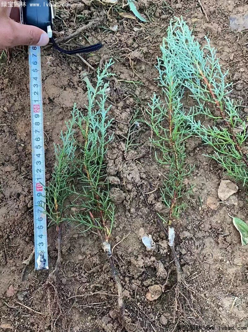 蓝冰柏蓝色系乔木植物四季常绿