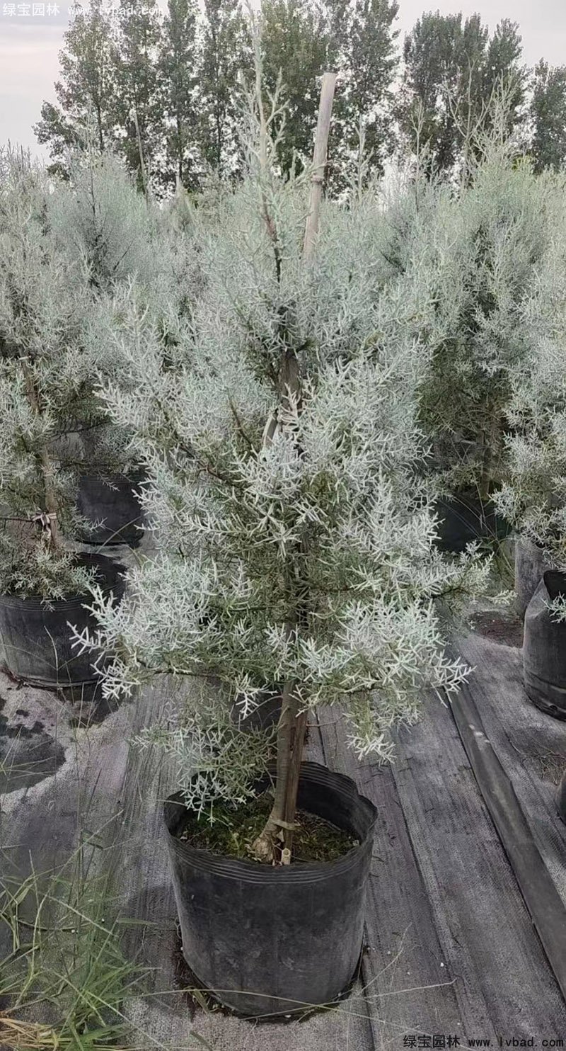 蓝冰柏蓝色系乔木植物四季常绿
