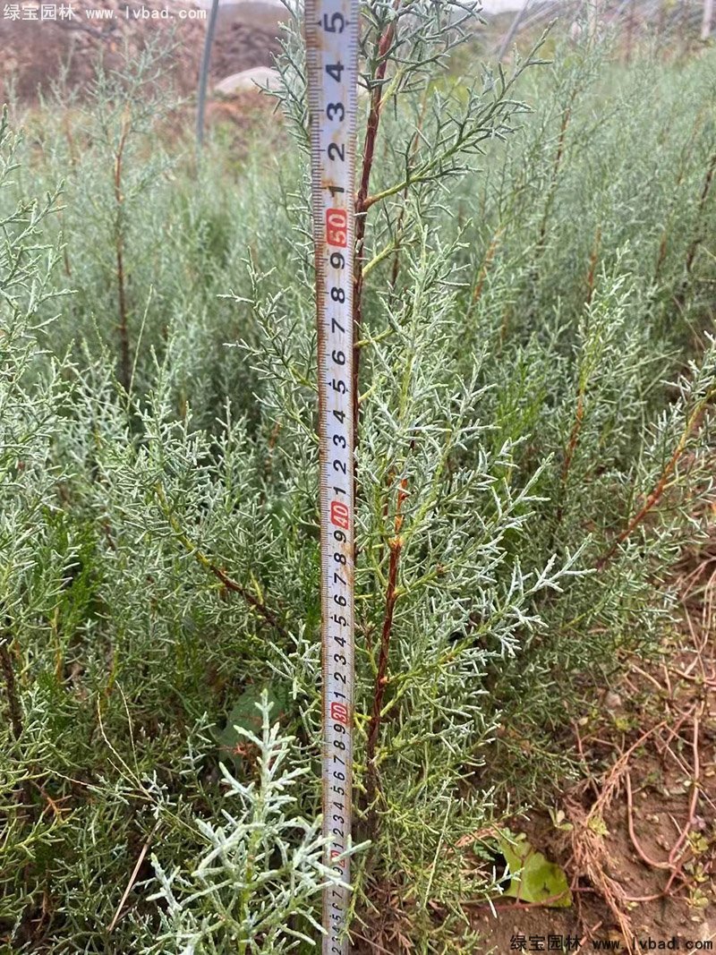 蓝冰柏蓝色系乔木植物四季常绿