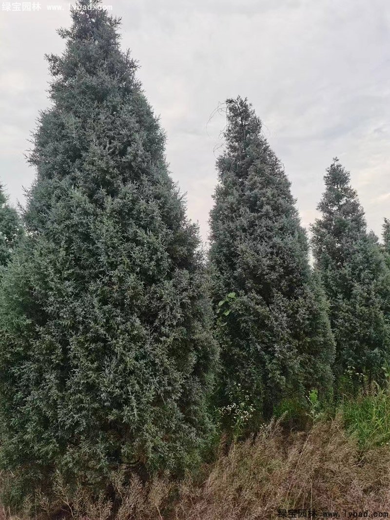蓝冰柏蓝色系乔木植物四季常绿
