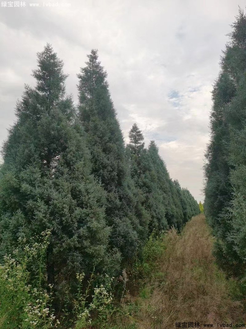 蓝冰柏蓝色系乔木植物四季常绿
