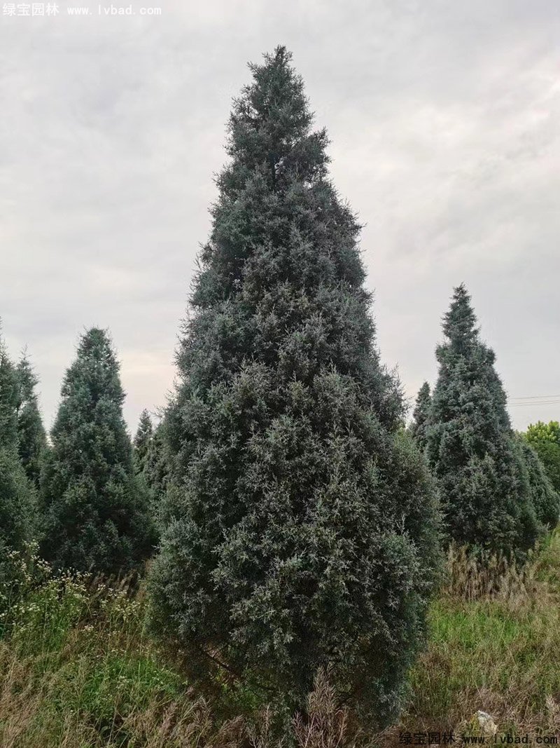 蓝冰柏蓝色系乔木植物四季常绿