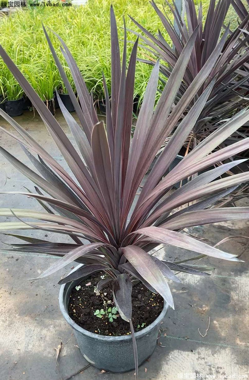 澳洲朱蕉红色花镜观赏植物热带国外品种