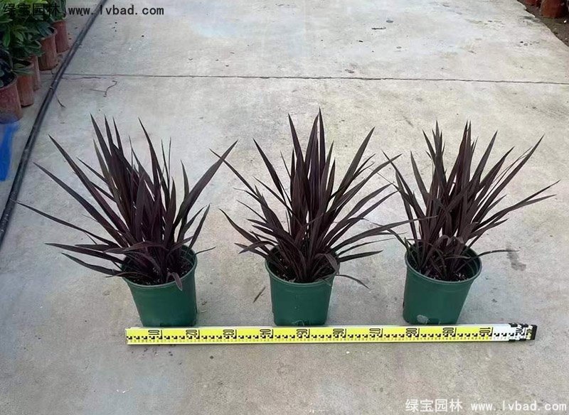 澳洲朱蕉红色花镜观赏植物热带国外品种