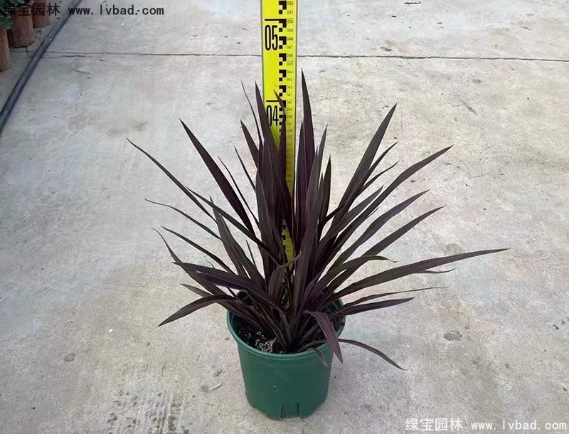 澳洲朱蕉红色花镜观赏植物热带国外品种