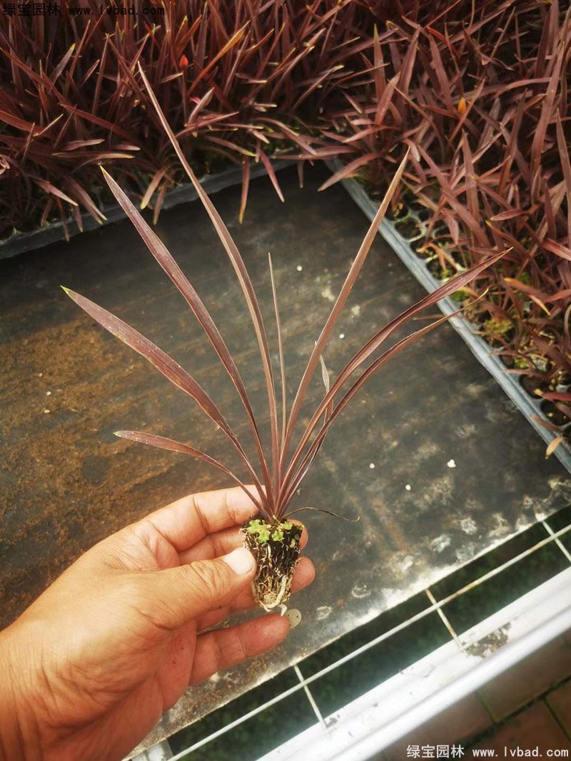 澳洲朱蕉红色花镜观赏植物热带国外品种