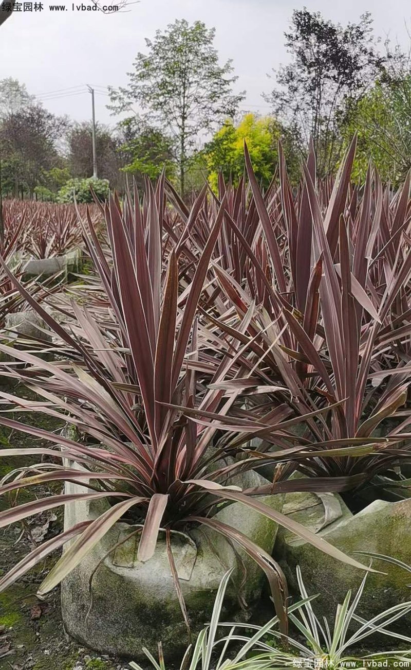 澳洲朱蕉红色花镜观赏植物热带国外品种