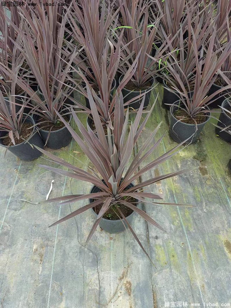澳洲朱蕉红色花镜观赏植物热带国外品种
