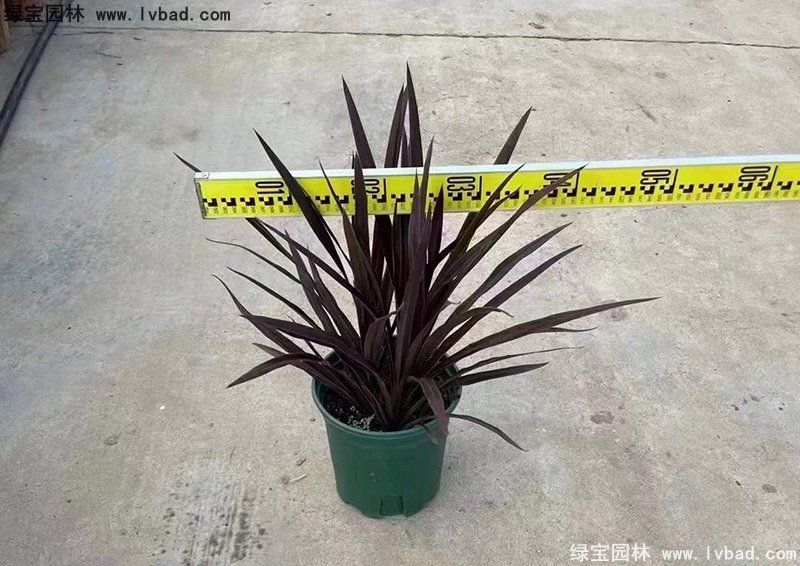 澳洲朱蕉红色花镜观赏植物热带国外品种