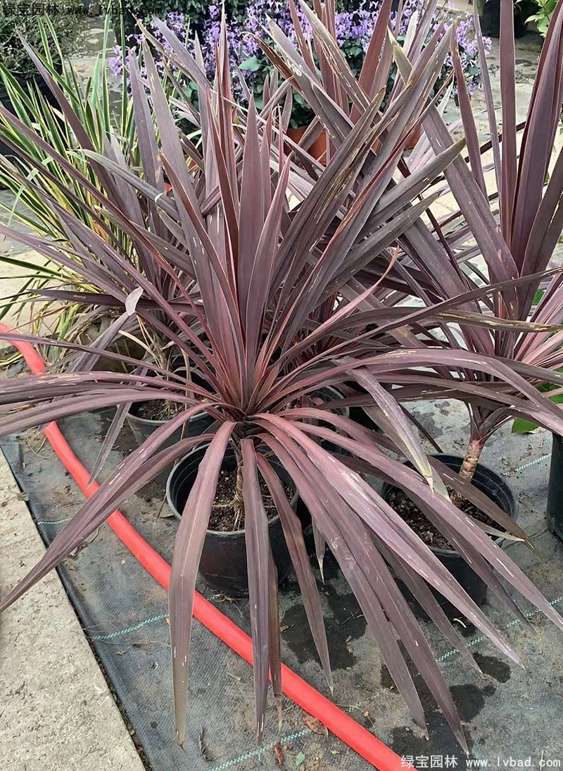 澳洲朱蕉红色花镜观赏植物热带国外品种