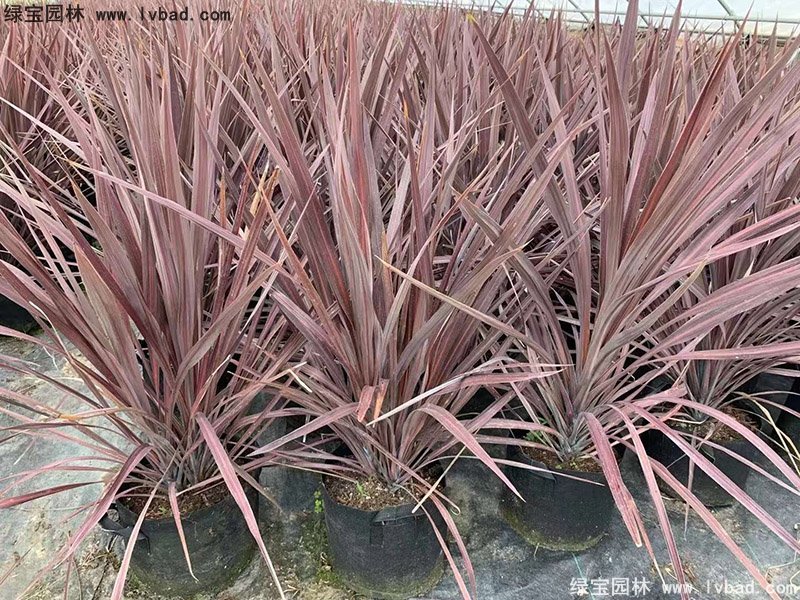 澳洲朱蕉红色花镜观赏植物热带国外品种