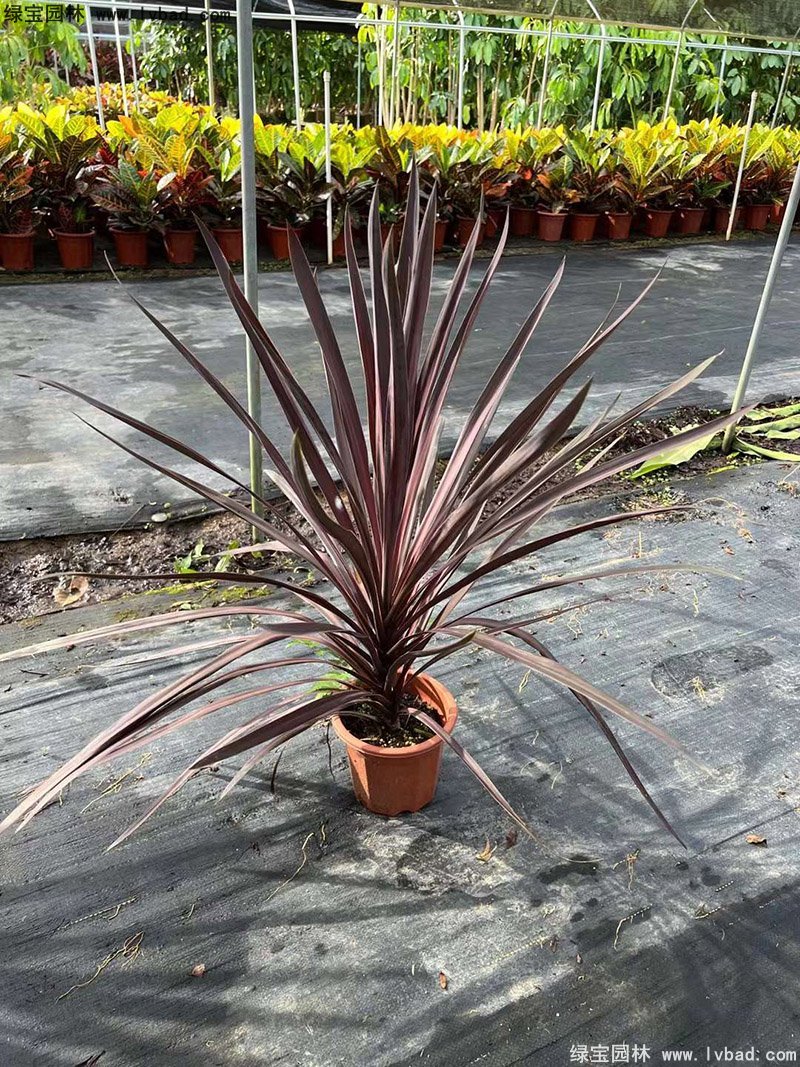 澳洲朱蕉红色花镜观赏植物热带国外品种