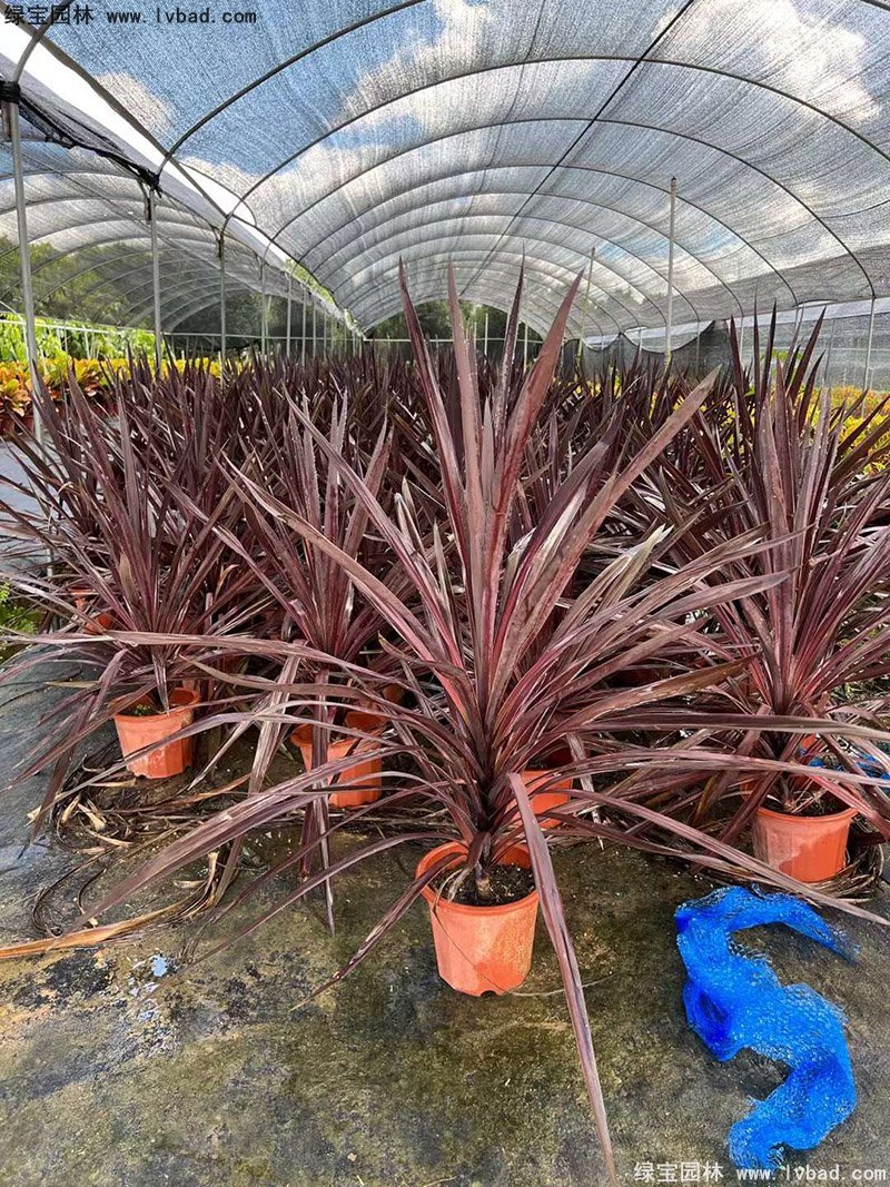 澳洲朱蕉红色花镜观赏植物热带国外品种