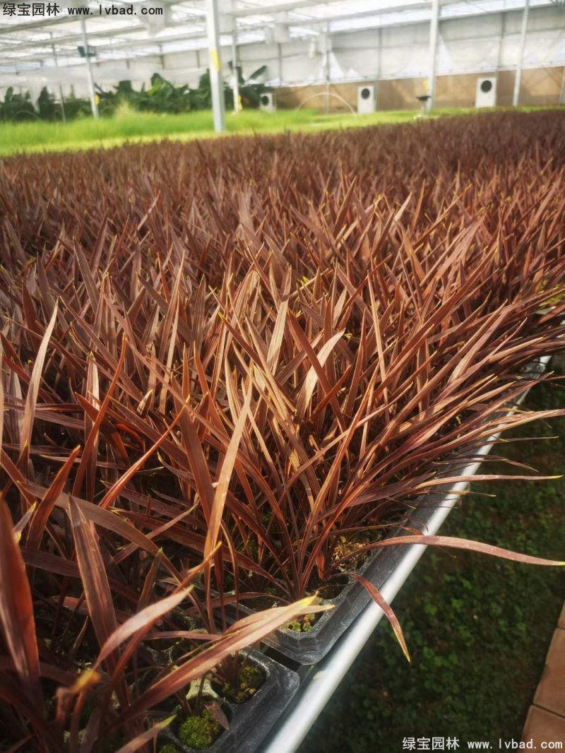 澳洲朱蕉红色花镜观赏植物热带国外品种