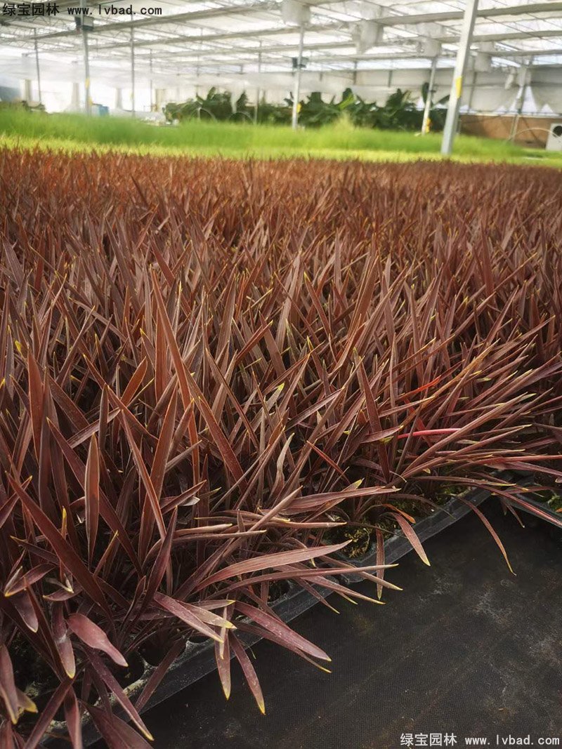 澳洲朱蕉红色花镜观赏植物热带国外品种