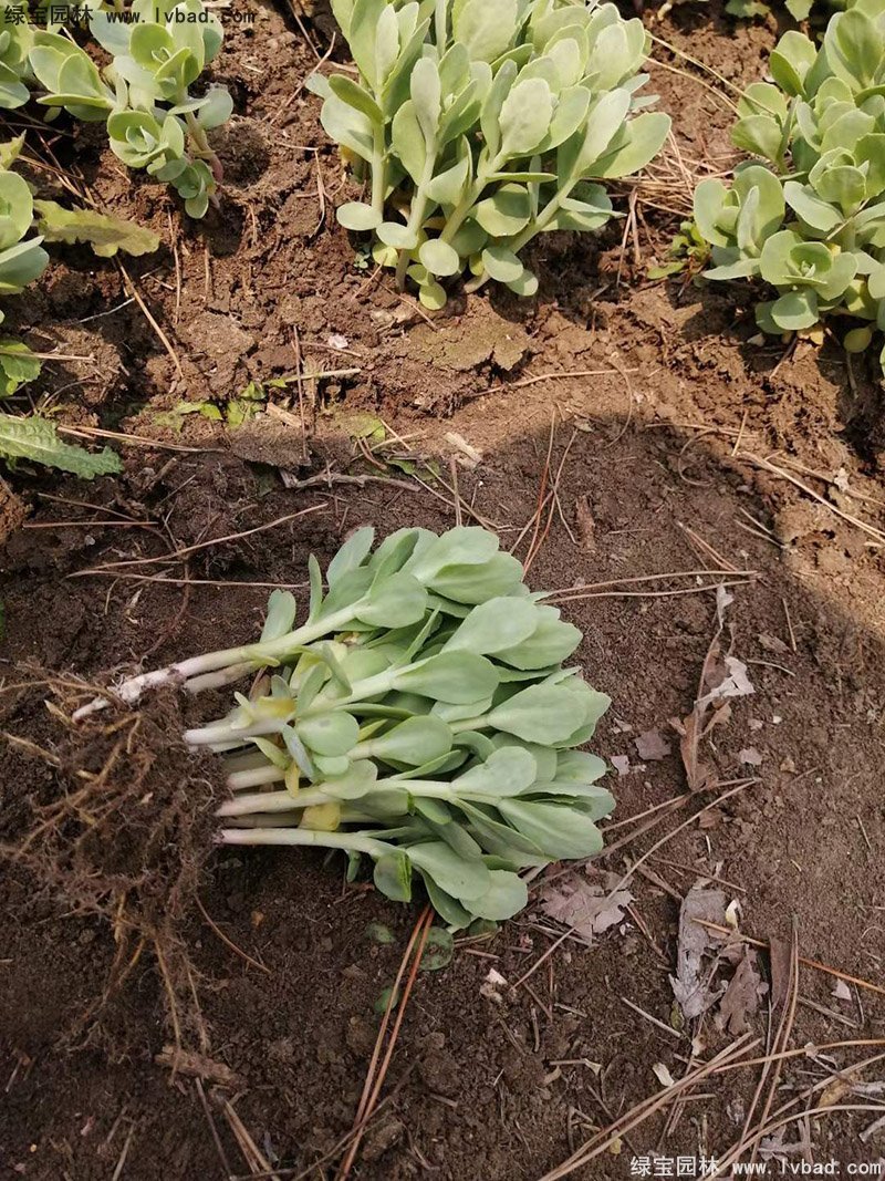 八宝景天多年生宿根草本多浆花镜植物耐寒花卉