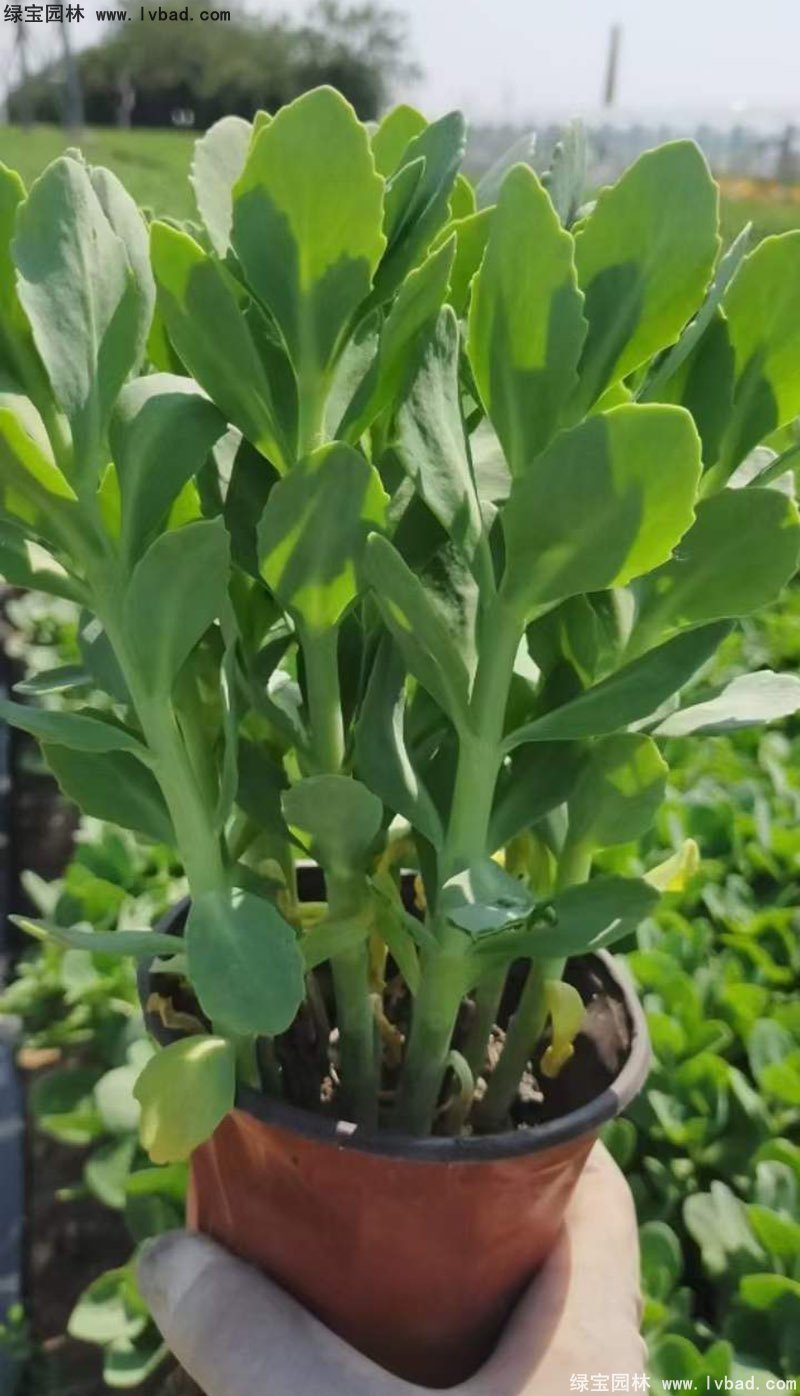 <a href='https://www.lvbad.com/caobenzhiwu/3380.html' target='_blank'>八宝景天</a>多年生宿根草本多浆花镜植物耐寒花卉