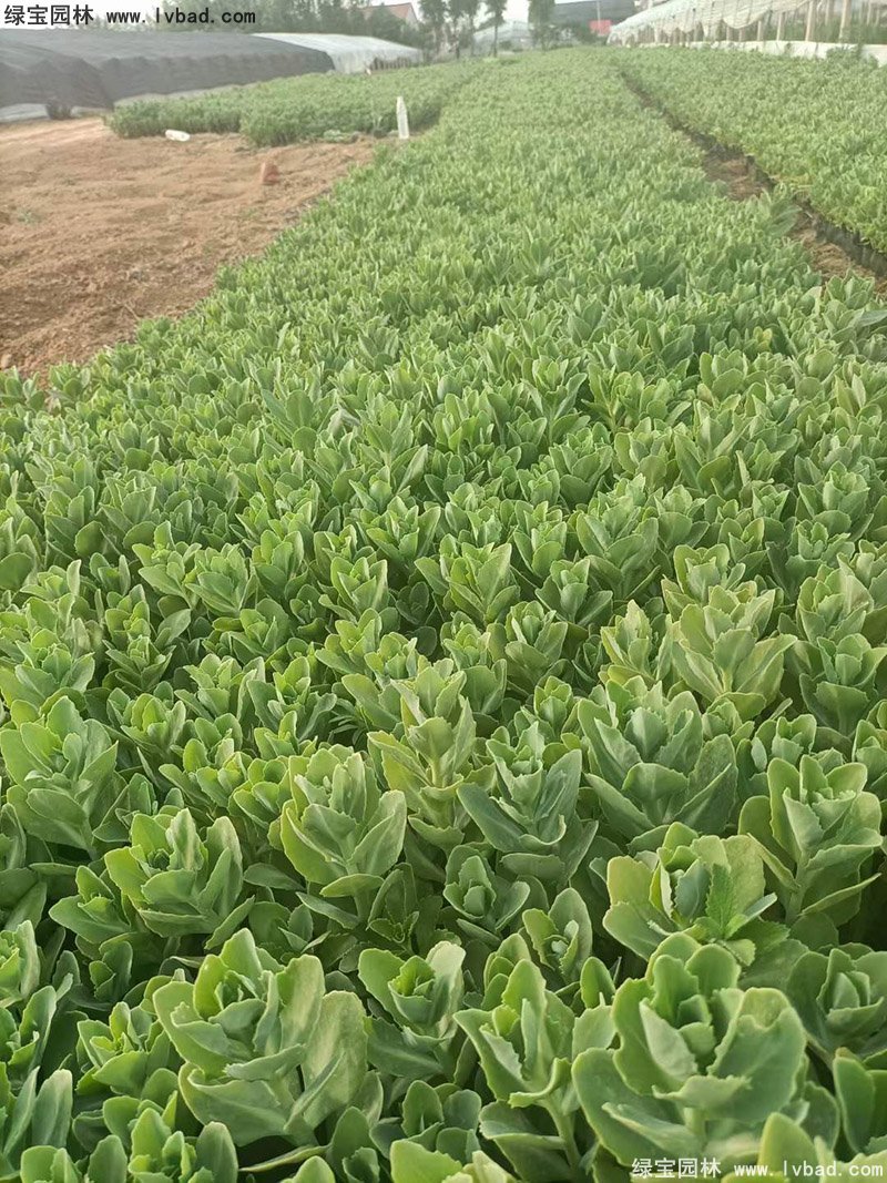 八宝景天多年生宿根草本多浆花镜植物耐寒花卉