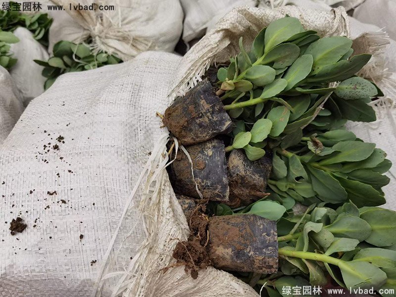 八宝景天多年生宿根草本多浆花镜植物耐寒花卉